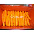 Taille de la carotte fraîche